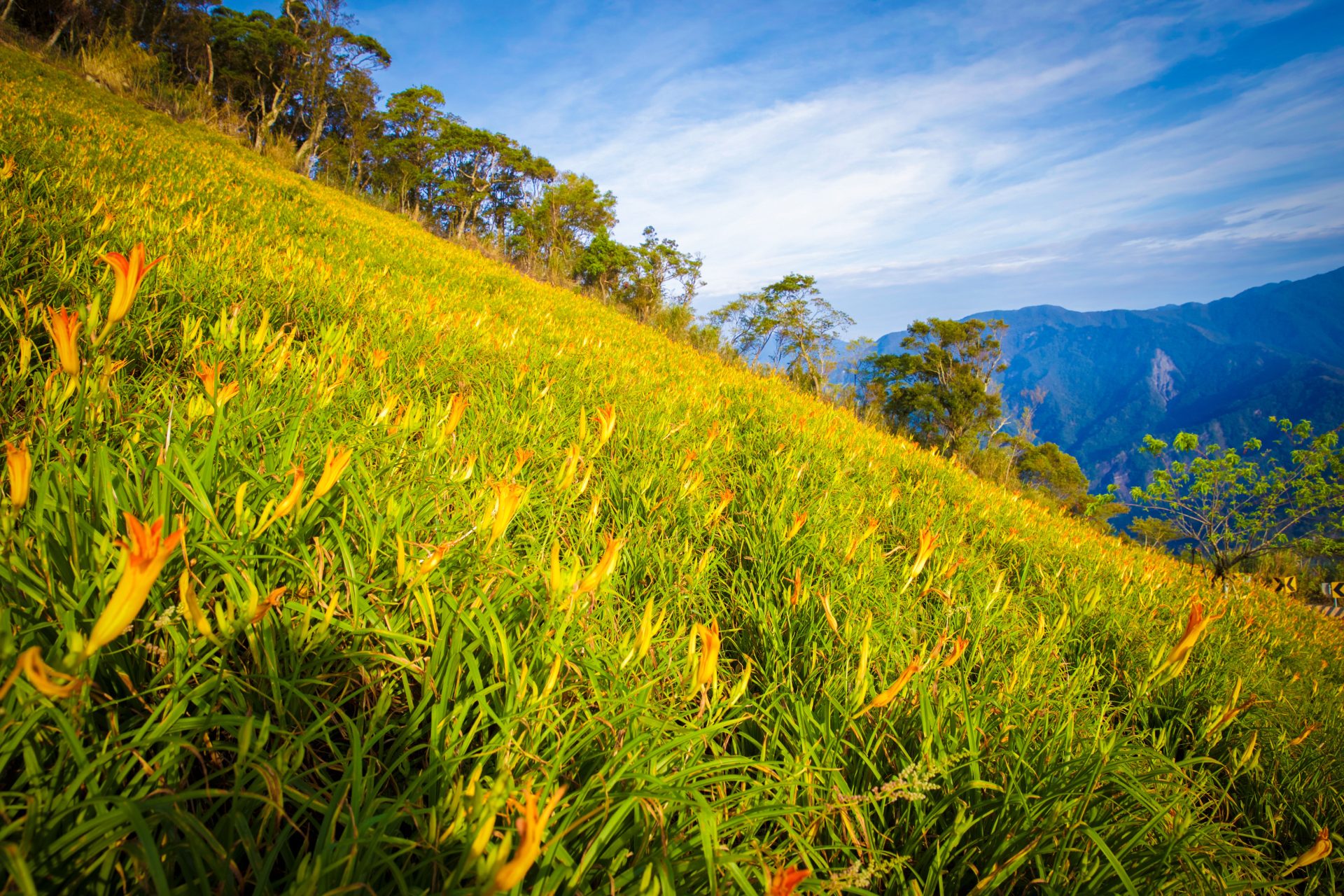 太麻里金针山]一日美人眷恋日出印象